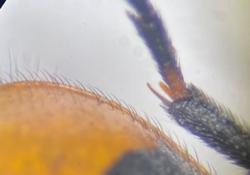 Hycleus brevicollis